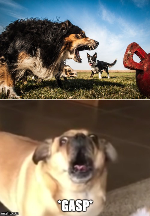 Huge dog little dog optical illusion | image tagged in gasp,memes,dogs,dog,optical illusion,illusion 100 | made w/ Imgflip meme maker