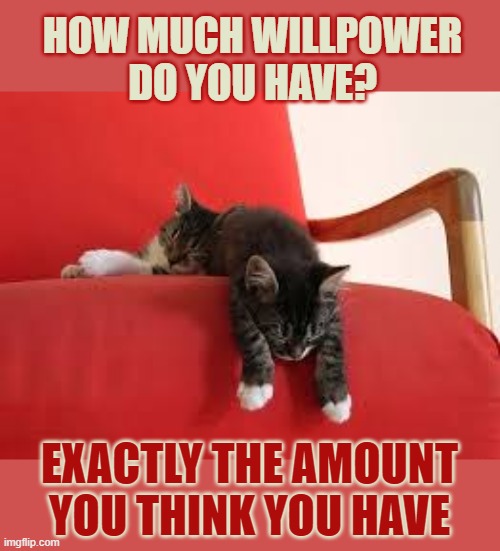 This #lolcat wonders how much willpower you have | HOW MUCH WILLPOWER
DO YOU HAVE? EXACTLY THE AMOUNT
YOU THINK YOU HAVE | image tagged in lolcat,willpower,think about it,fake it till you make it | made w/ Imgflip meme maker