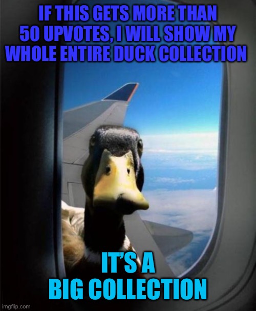 Possibly 100 or more rubber duckies | IF THIS GETS MORE THAN 50 UPVOTES, I WILL SHOW MY WHOLE ENTIRE DUCK COLLECTION; IT’S A BIG COLLECTION | image tagged in duck on plane wing | made w/ Imgflip meme maker