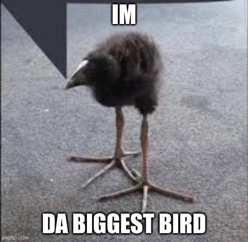 Im Da Biggest Bird | IM; DA BIGGEST BIRD | made w/ Imgflip meme maker