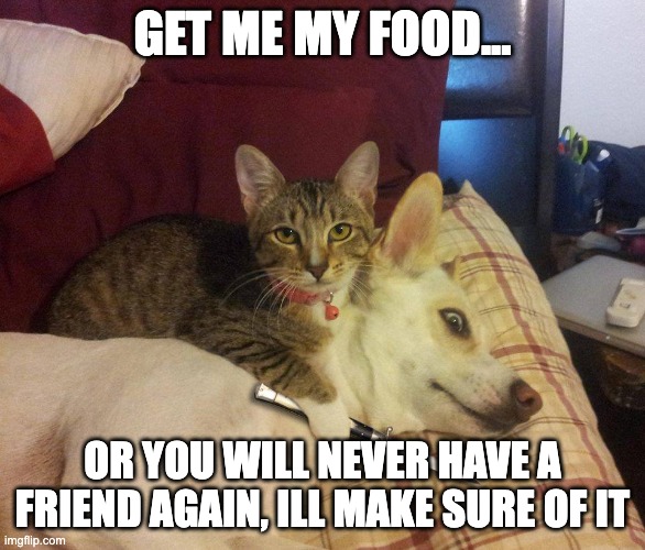 cat, dog & knife | GET ME MY FOOD... OR YOU WILL NEVER HAVE A FRIEND AGAIN, ILL MAKE SURE OF IT | image tagged in cat dog knife | made w/ Imgflip meme maker