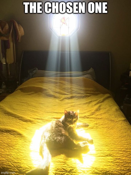 Chosen One cat | THE CHOSEN ONE | image tagged in chosen one cat | made w/ Imgflip meme maker