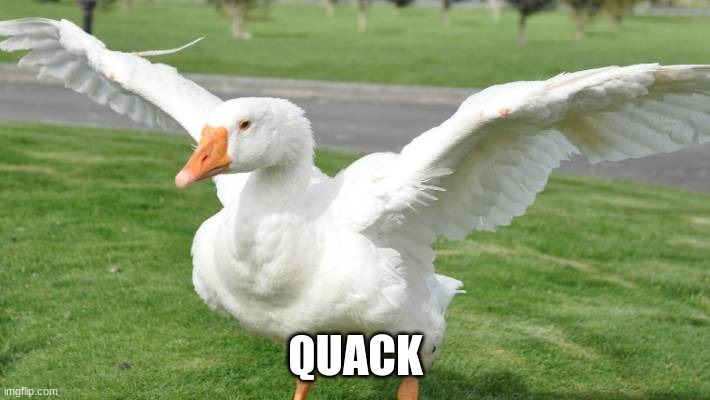Goose | QUACK | image tagged in goose | made w/ Imgflip meme maker