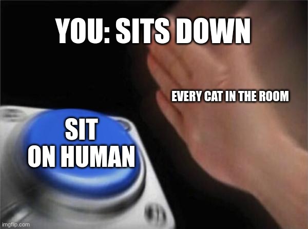 Blank Nut Button | YOU: SITS DOWN; EVERY CAT IN THE ROOM; SIT ON HUMAN | image tagged in memes,blank nut button | made w/ Imgflip meme maker
