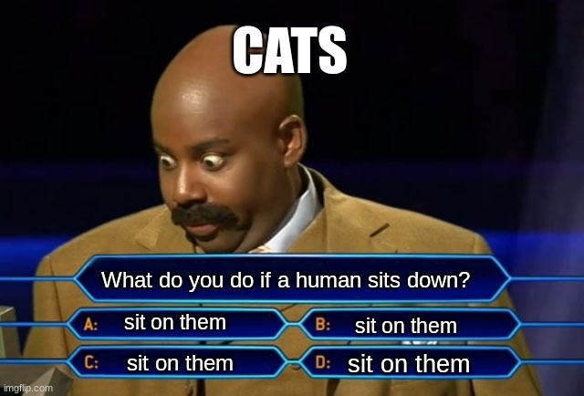 i chose a b c and d | CATS; What do you do if a human sits down? sit on them; sit on them; sit on them; sit on them | image tagged in who wants to be a millionaire | made w/ Imgflip meme maker