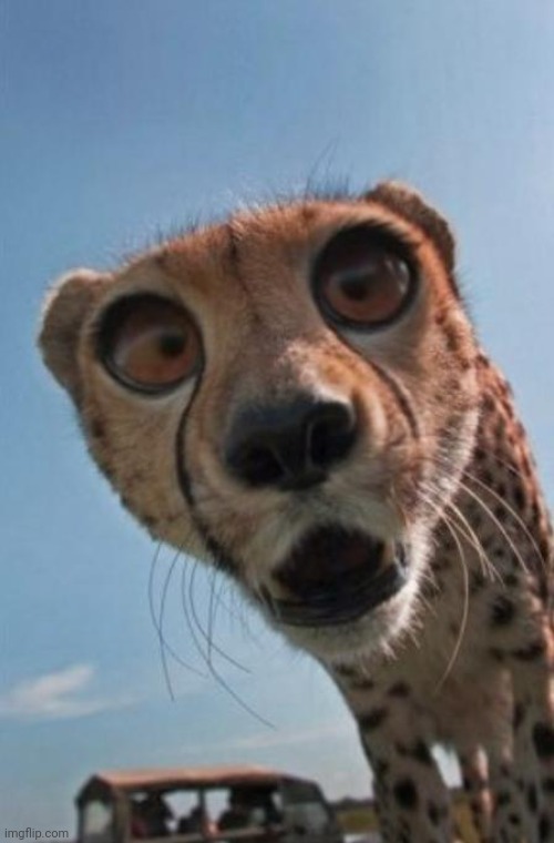 shocked cheetah | image tagged in shocked cheetah | made w/ Imgflip meme maker