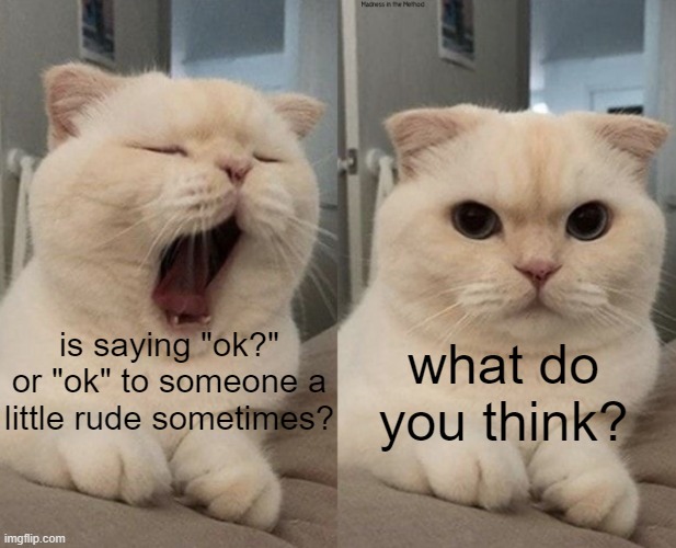 Sometimes it is because it kinda shows unnecessary attitude | is saying "ok?" or "ok" to someone a little rude sometimes? what do you think? | image tagged in yawning cat what do you think,ok,rude | made w/ Imgflip meme maker