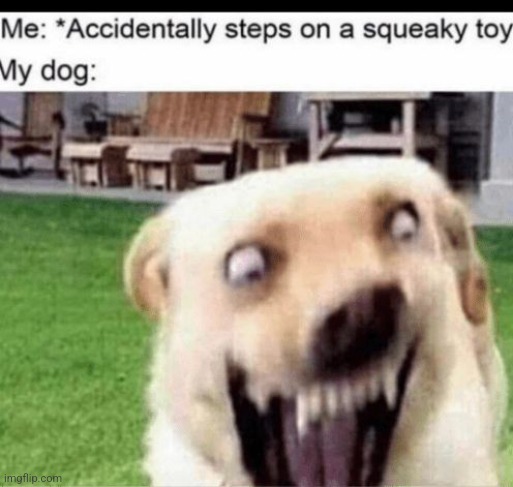 oml | image tagged in dog | made w/ Imgflip meme maker