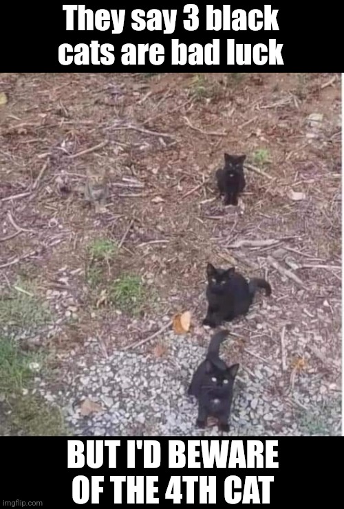 Find the kitty | They say 3 black cats are bad luck; BUT I'D BEWARE OF THE 4TH CAT | image tagged in cats,where's waldo,kitty,camouflage | made w/ Imgflip meme maker