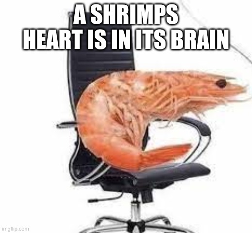 Shrimp factz | A SHRIMPS HEART IS IN ITS BRAIN | image tagged in chair shrimp | made w/ Imgflip meme maker