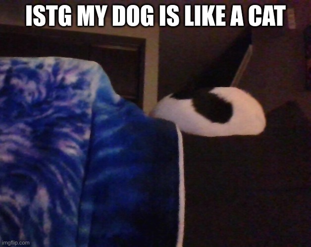 . | ISTG MY DOG IS LIKE A CAT | made w/ Imgflip meme maker