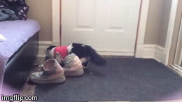 Moonwalk | image tagged in gifs,theoreocat,cats | made w/ Imgflip video-to-gif maker