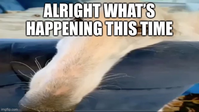 Y’all can have a brain for five minutes sheesh | ALRIGHT WHAT’S HAPPENING THIS TIME | image tagged in borzoi dog | made w/ Imgflip meme maker