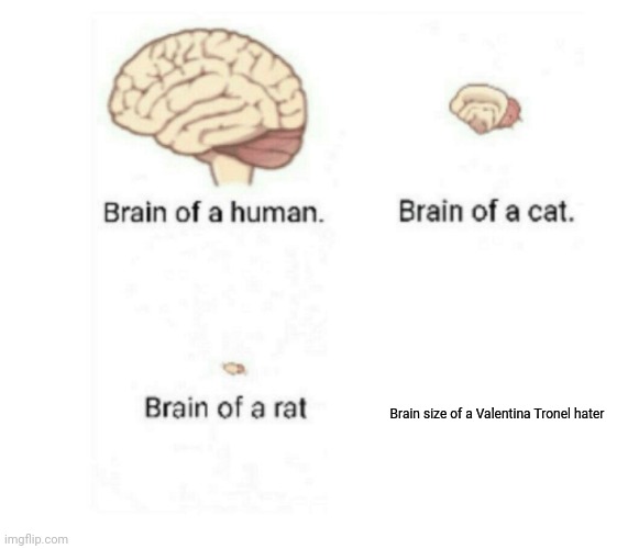 Valentina haters suck | Brain size of a Valentina Tronel hater | image tagged in brain size comparison,funny,forza valentina tronel | made w/ Imgflip meme maker