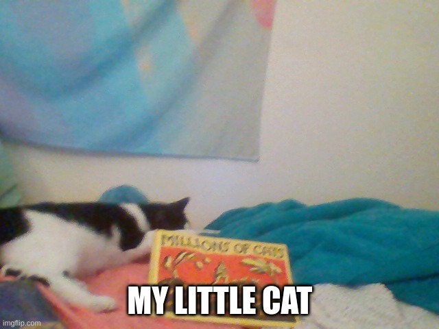 little cat | MY LITTLE CAT | image tagged in cats | made w/ Imgflip meme maker