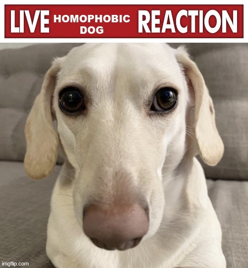 Live Homophobic Dog Reaction | image tagged in live homophobic dog reaction | made w/ Imgflip meme maker