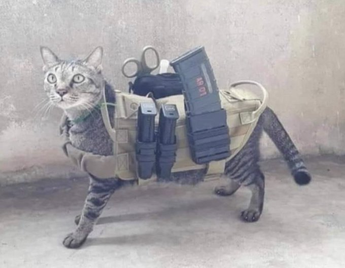 High Quality Tactical Cat Blank Meme Template