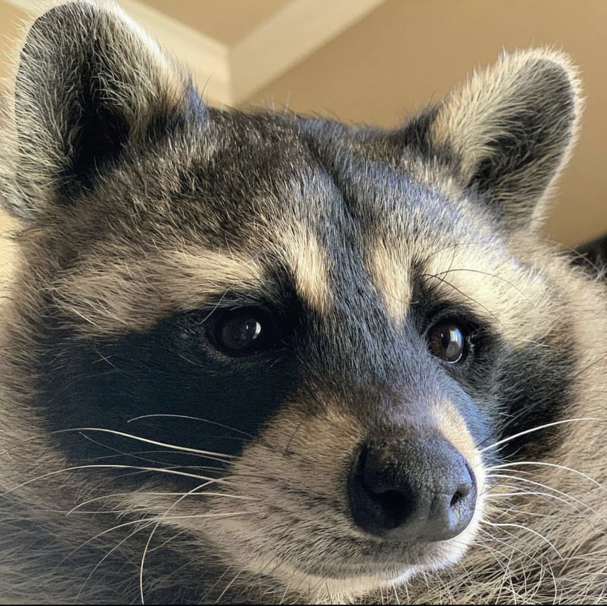 Baxter is cool Blank Meme Template