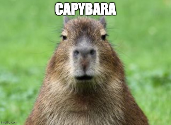 get this capybara to the front page | CAPYBARA | image tagged in disappointed capybara | made w/ Imgflip meme maker