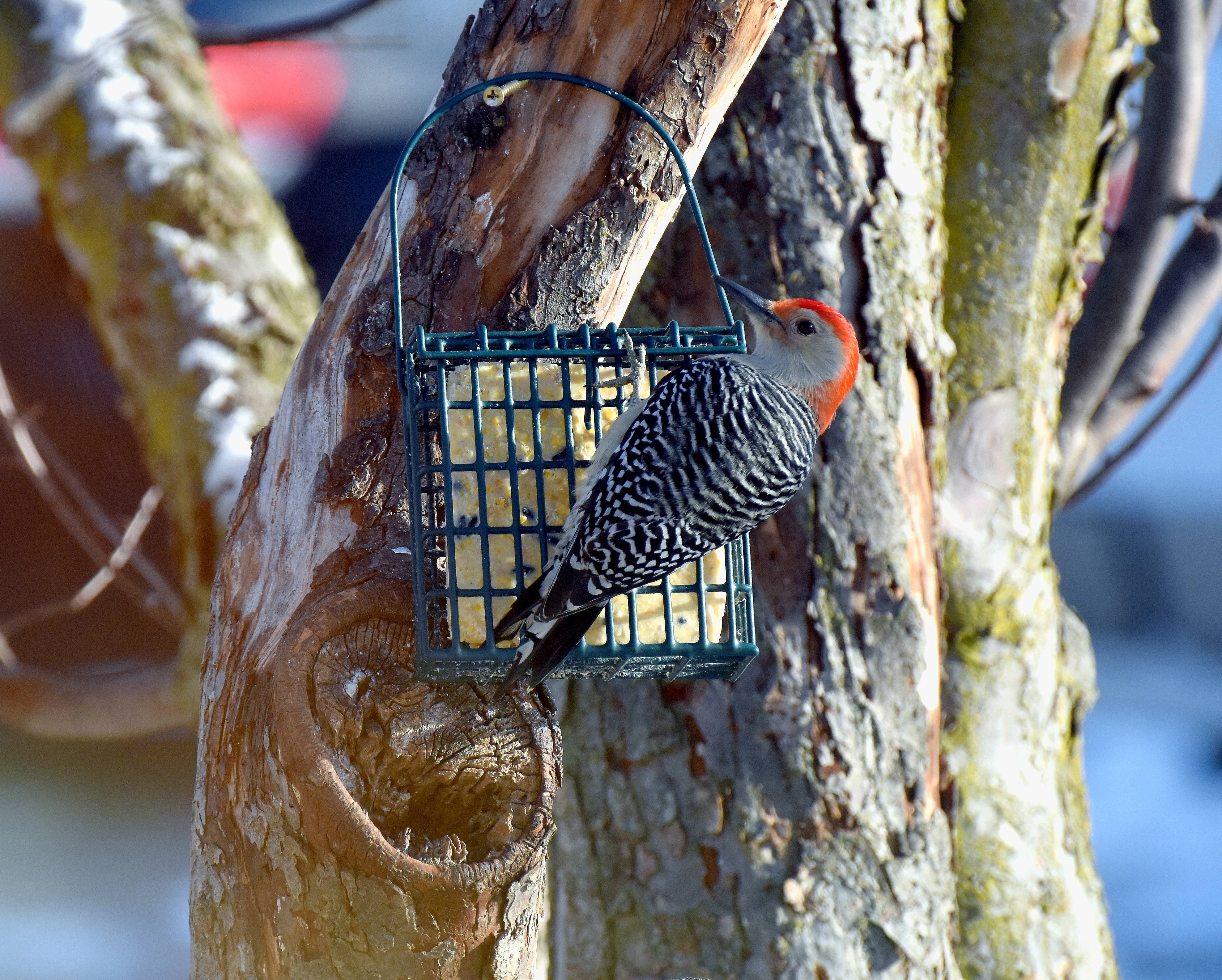 A Red bellied woodpecker | image tagged in bird,kewlew,red bellied woodpecker | made w/ Imgflip meme maker