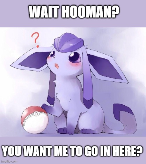 WAIT HOOMAN? YOU WANT ME TO GO IN HERE? | made w/ Imgflip meme maker