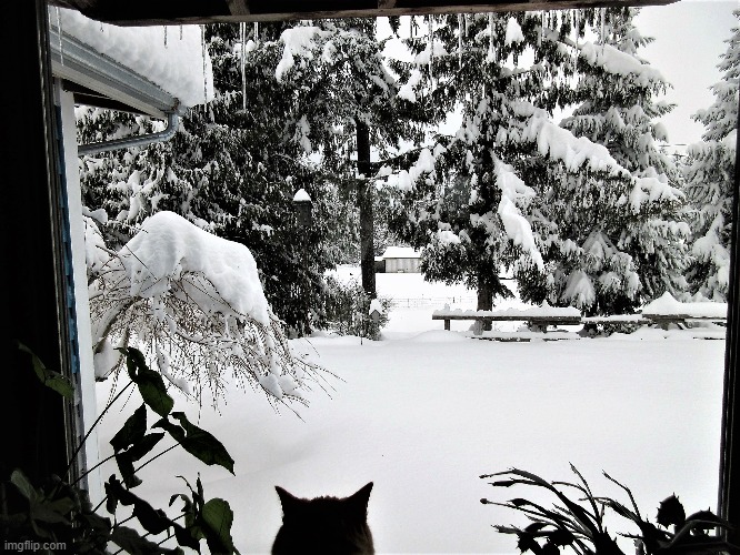 Sequim Snowmageddon; Front Yard View (2.9.19) | made w/ Imgflip meme maker