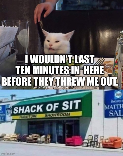 I WOULDN'T LAST TEN MINUTES IN  HERE BEFORE THEY THREW ME OUT. | image tagged in smudge the cat,funny memes | made w/ Imgflip meme maker