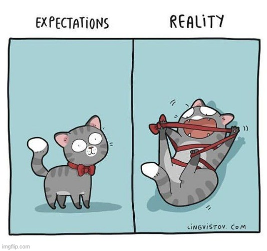 A Cat's Way Of Thinking | image tagged in memes,comics,cats,bow,expectations,reality | made w/ Imgflip meme maker