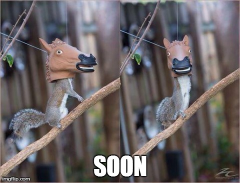 SOON | image tagged in soon,squirrel,animals,funny | made w/ Imgflip meme maker