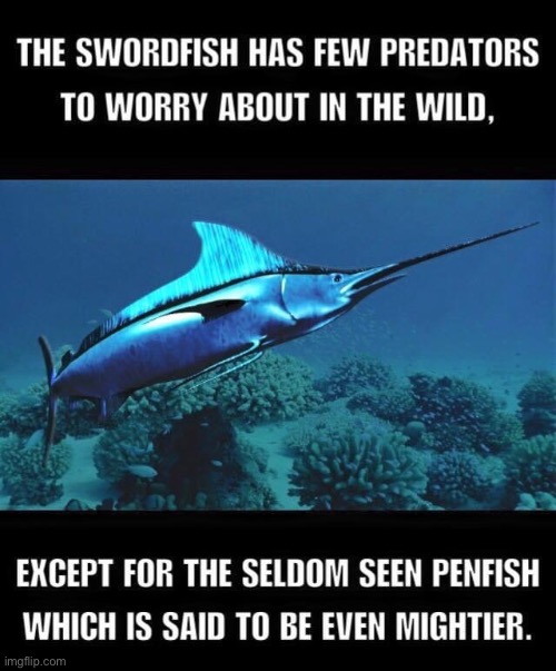 Fish | image tagged in bad pun | made w/ Imgflip meme maker