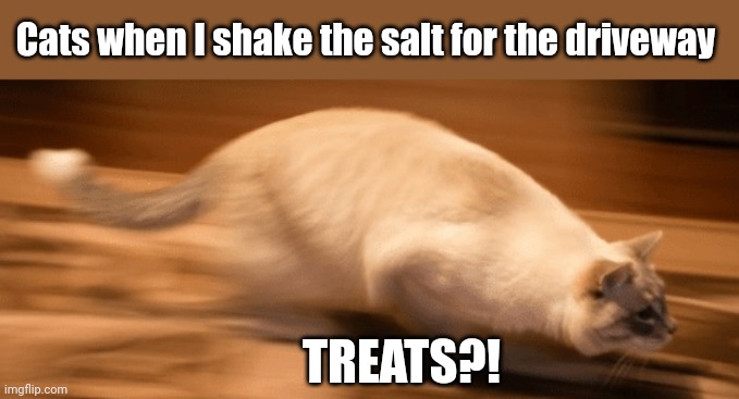 Winter Driveways and Cats | Cats when I shake the salt for the driveway; TREATS?! | image tagged in sprinting cat | made w/ Imgflip meme maker