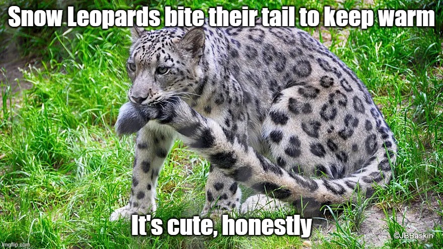 Snow Leopards bite their tail to keep warm; It's cute, honestly | made w/ Imgflip meme maker