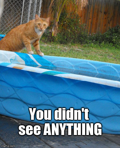 Mob cat | You didn't see ANYTHING | image tagged in cats,funny,cute,animals,humor | made w/ Imgflip meme maker