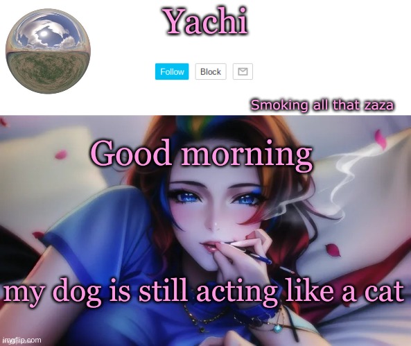 Yachi zaza temp | Good morning; my dog is still acting like a cat | image tagged in yachi zaza temp | made w/ Imgflip meme maker