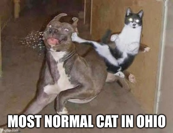 ohio | MOST NORMAL CAT IN OHIO | image tagged in get rekt,ohio | made w/ Imgflip meme maker
