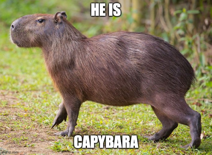 c a p y b a r a | HE IS; CAPYBARA | image tagged in capybara | made w/ Imgflip meme maker