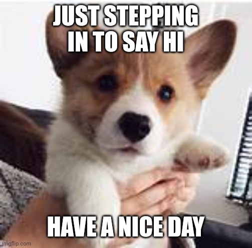 I'm still alive | JUST STEPPING IN TO SAY HI; HAVE A NICE DAY | image tagged in cute corgi | made w/ Imgflip meme maker