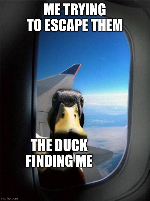 Airplane Duck | ME TRYING TO ESCAPE THEM THE DUCK FINDING ME | image tagged in airplane duck | made w/ Imgflip meme maker