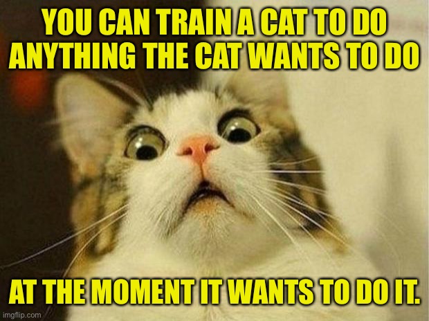 You can train a cat | YOU CAN TRAIN A CAT TO DO ANYTHING THE CAT WANTS TO DO; AT THE MOMENT IT WANTS TO DO IT. | image tagged in memes,scared cat,train a cat,anything it wants to do,when it wants to,cats | made w/ Imgflip meme maker