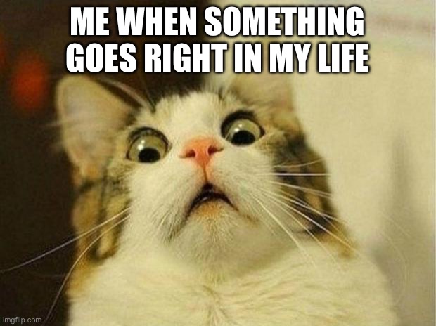 What is this sorcery? | ME WHEN SOMETHING GOES RIGHT IN MY LIFE | image tagged in memes,scared cat | made w/ Imgflip meme maker
