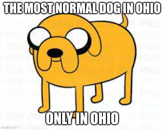 THE MOST NORMAL DOG IN OHIO | THE MOST NORMAL DOG IN OHIO; ONLY IN OHIO | image tagged in jake the dog | made w/ Imgflip meme maker