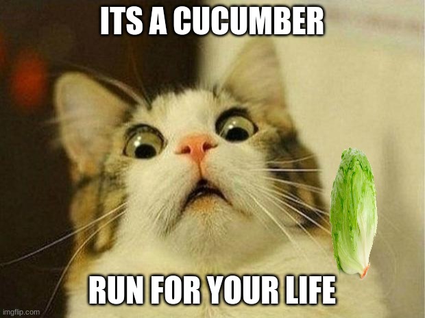 Scared Cat | ITS A CUCUMBER; RUN FOR YOUR LIFE | image tagged in memes,scared cat | made w/ Imgflip meme maker