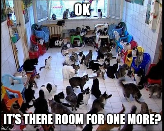 There's always room for more | OK; IT'S THERE ROOM FOR ONE MORE? | image tagged in crazy cat lady,cats | made w/ Imgflip meme maker