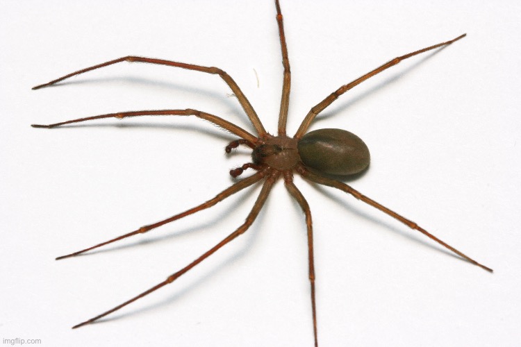 A cool spider that isn’t deadly | made w/ Imgflip meme maker