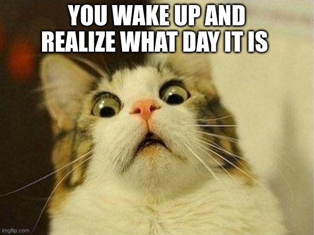 Scared Cat | YOU WAKE UP AND REALIZE WHAT DAY IT IS | image tagged in memes,scared cat | made w/ Imgflip meme maker