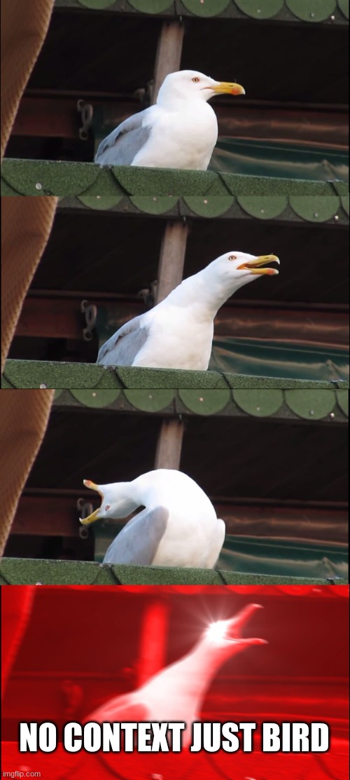 bird | NO CONTEXT JUST BIRD | image tagged in memes,inhaling seagull | made w/ Imgflip meme maker