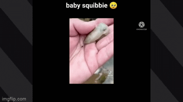 Tiny meme compilation - Imgflip