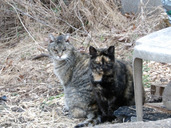 Two stray cats I found on my walk. (Backstory in comments) | image tagged in cats,photography | made w/ Imgflip meme maker