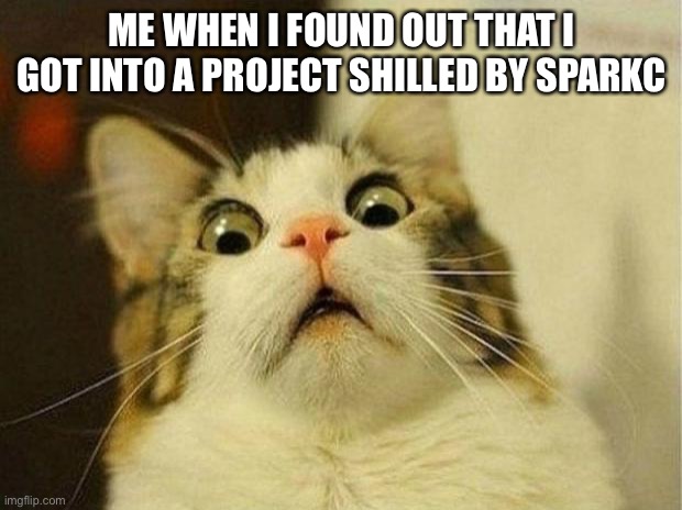 Scared Cat | ME WHEN I FOUND OUT THAT I GOT INTO A PROJECT SHILLED BY SPARKC | image tagged in memes,scared cat | made w/ Imgflip meme maker