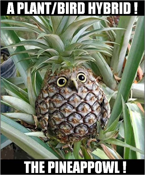 What Is That ? | A PLANT/BIRD HYBRID ! THE PINEAPPOWL ! | image tagged in fun,pineapple,owl,hybrid | made w/ Imgflip meme maker